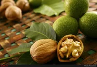 راه و روش لاغری با گردو