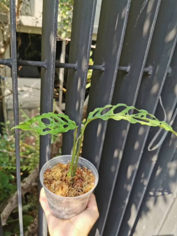  Monstera obliqua Peru

ظاهر این گیاه به طوری است که به نظر می&zwnj;رسد گروهی از حشرات از آن تغذیه کرده باشند، اما واقعیت امر این است که گیاهی که به ظاهر از بین رفته، اما از نادرترین و گران&zwnj;ترین گیاه&zwnj;های خانگی در جهان است به طوری که بین ۳ هزار تا ۶ هزار و ۵۰۰ دلار فروخته می&zwnj;شود.