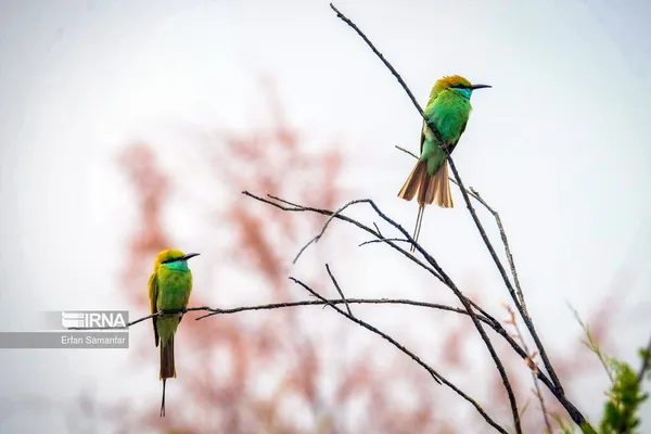 زنبور خوار سبز