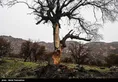 زاگرس