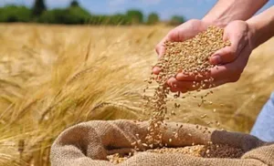 رکوردشکنی در خرید تضمینی گندم استان آذربایجان شرقی

 