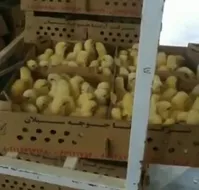 ۴۵ میلیون جوجه در آستانه معدوم سازی