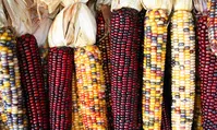عجیب‌ترین ذرت جهان+تصاویر