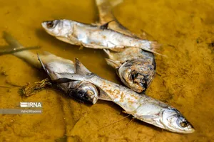 تلفات گسترده ماهیان در رودخانه کوهمره سرخی شیراز
