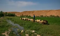 تصاویر| دامپروری در کوهرنگ