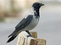 فیلم| حضور خبرساز یک کلاغ در کلاس درس و مدرسه