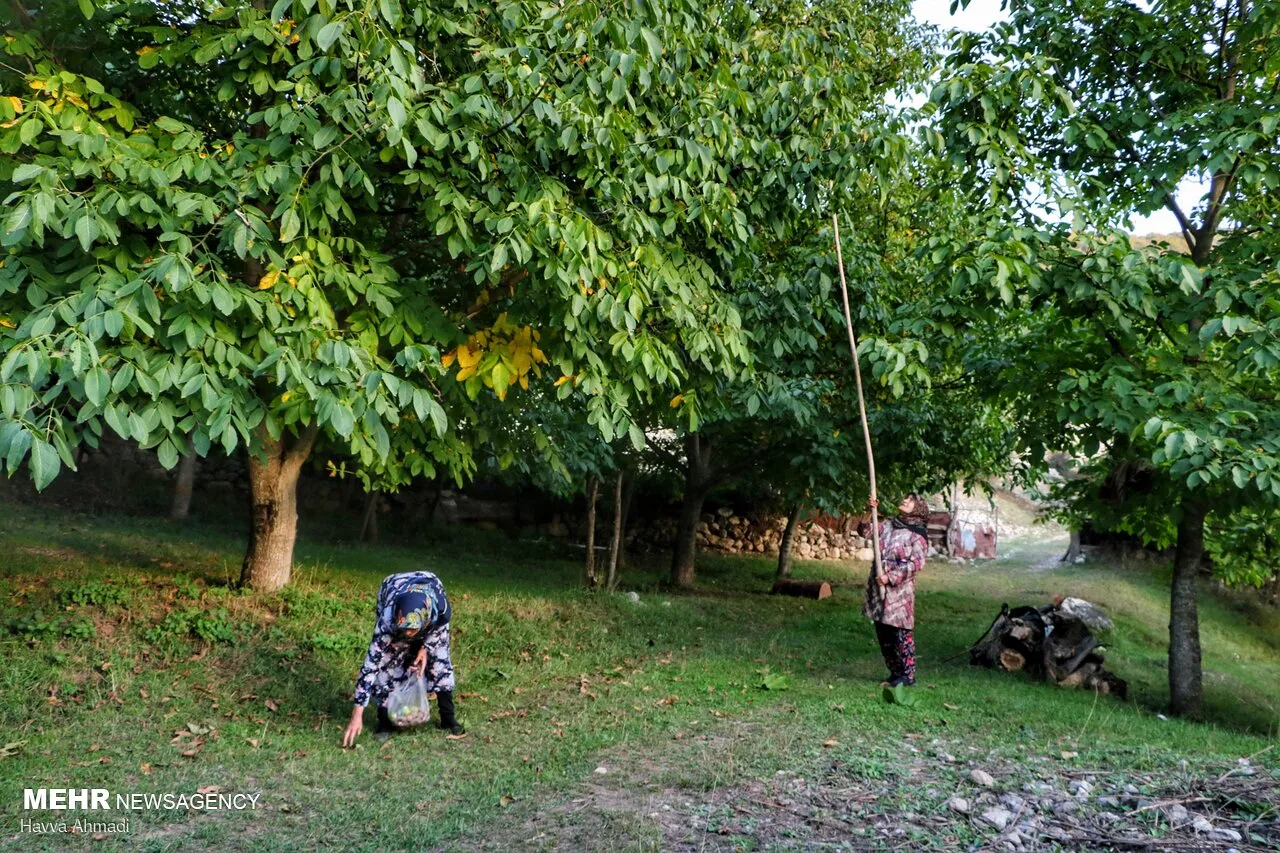 گردوچینی